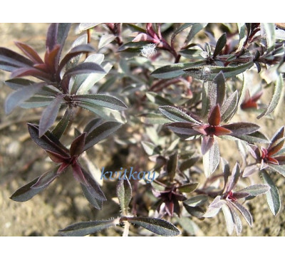 Чебрець маршалла (Thymus Marschallianus )